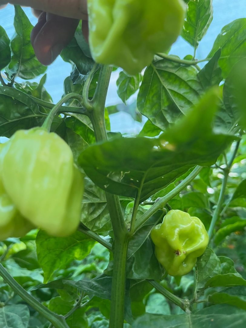 Habanero White Giant Chilli Seeds