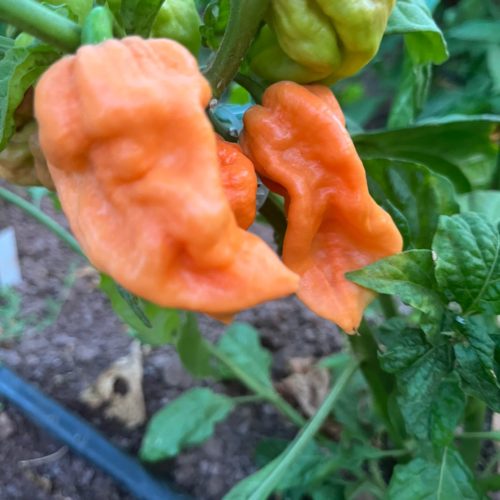 Jigsaw Peach SLP Chilli Seeds