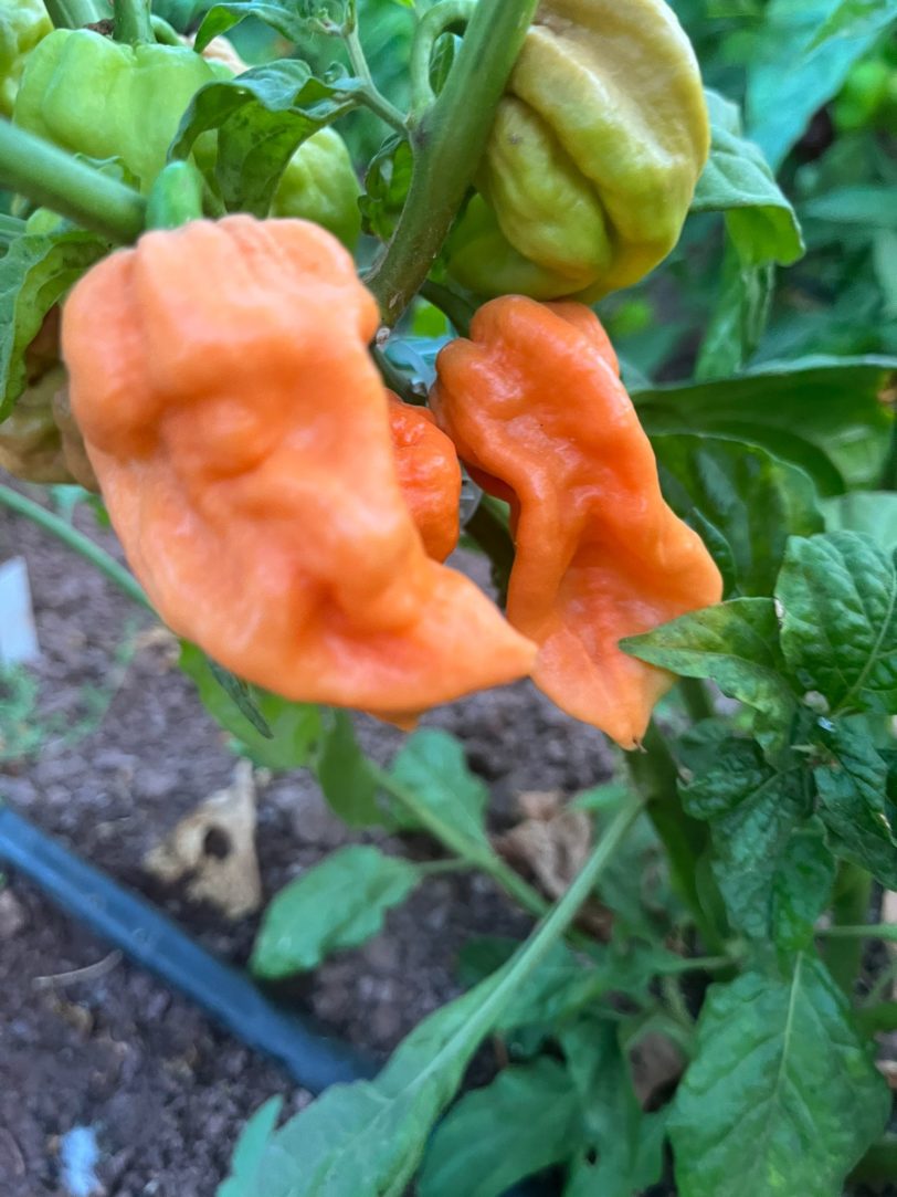 Jigsaw Peach SLP Chilli Seeds