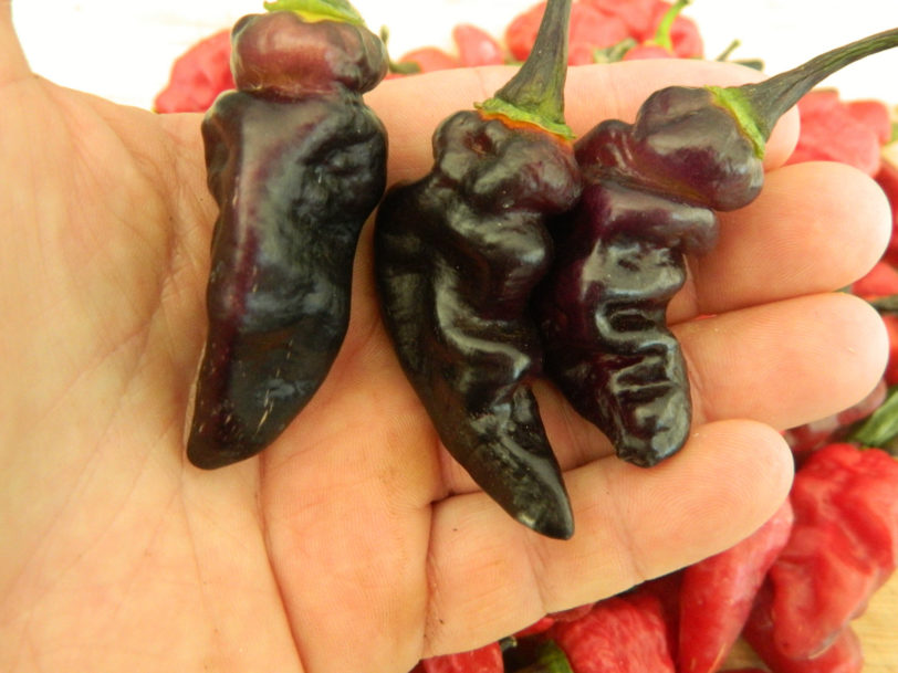 Black Habanero Chilli Seeds