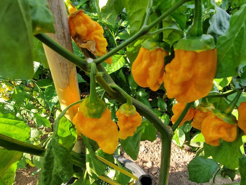 BBG Naga Yellow Chilli Seeds