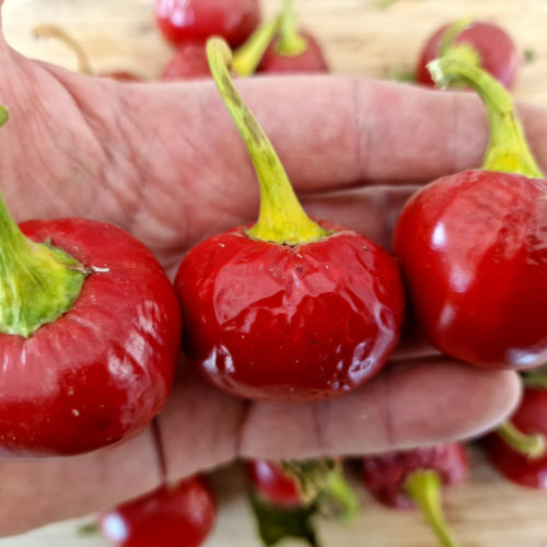 Peperoncino Calabrese Tondo