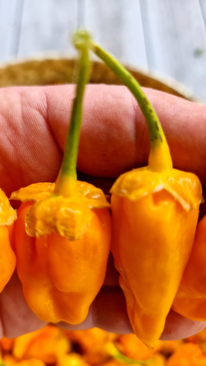 BBG Naga Yellow Chilli Seeds