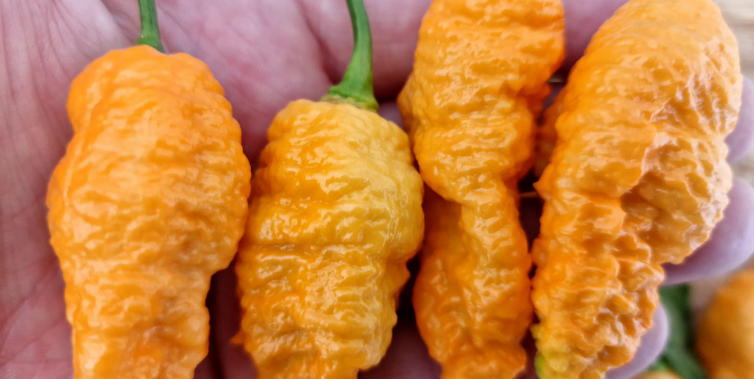 Jays Orange Ghost Scorpion Chilli Seeds