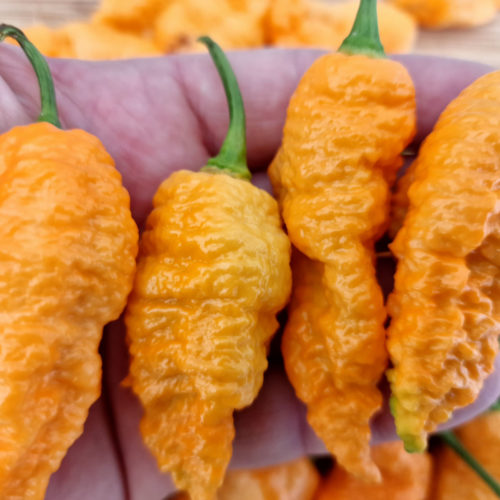 Jays Orange Ghost Scorpion Chilli Seeds