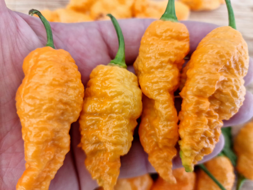 Jays Orange Ghost Scorpion Chilli Seeds