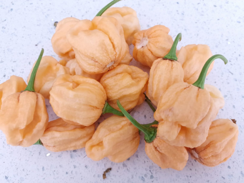 7 Pot Peach Chilli Seeds - Image 3