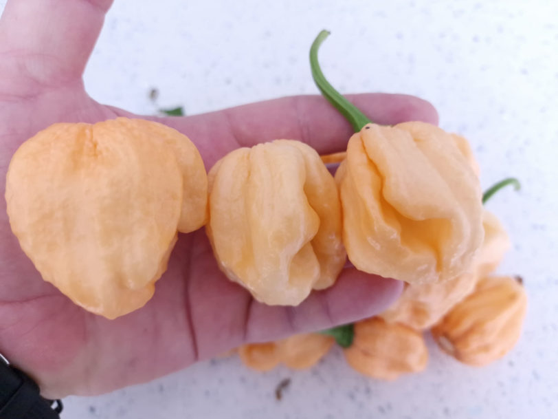 7 Pot Peach Chilli Seeds