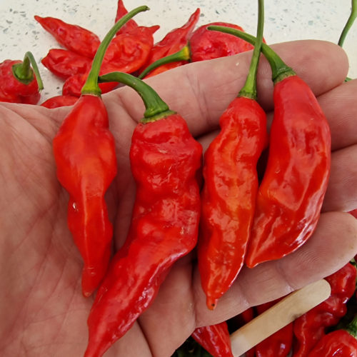 Devils Rib Chilli Seeds