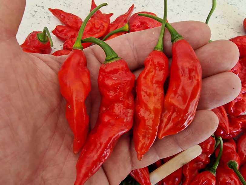 Devils Rib Chilli Seeds