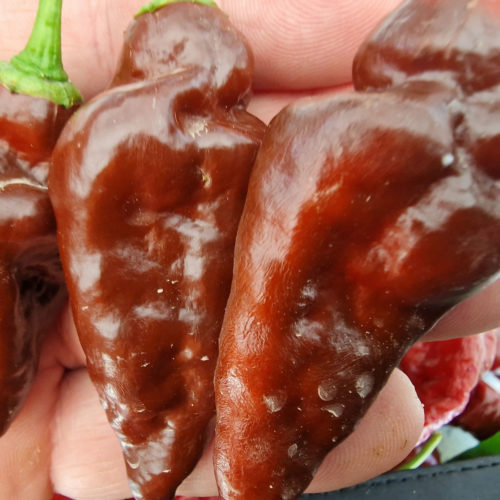 Devils Tongue Chocolate Chilli Seeds