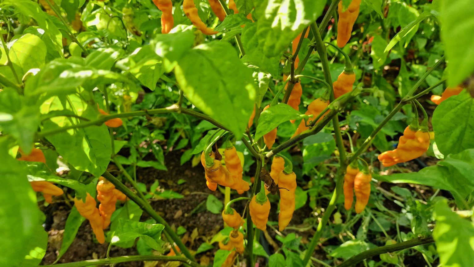 FruitGum Orange Multicoloured Chilli Seeds FruitGum Orange