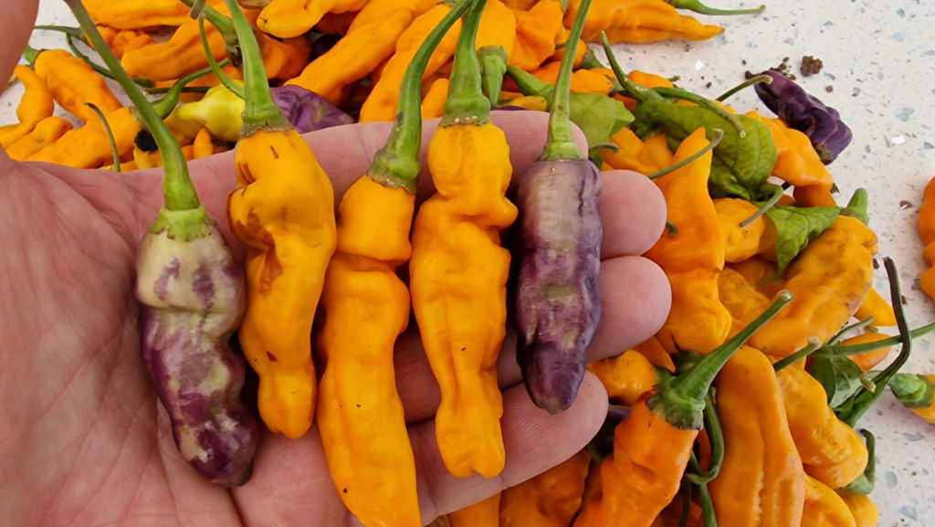 FruitGum Orange Multicoloured Chilli Seeds FruitGum Orange