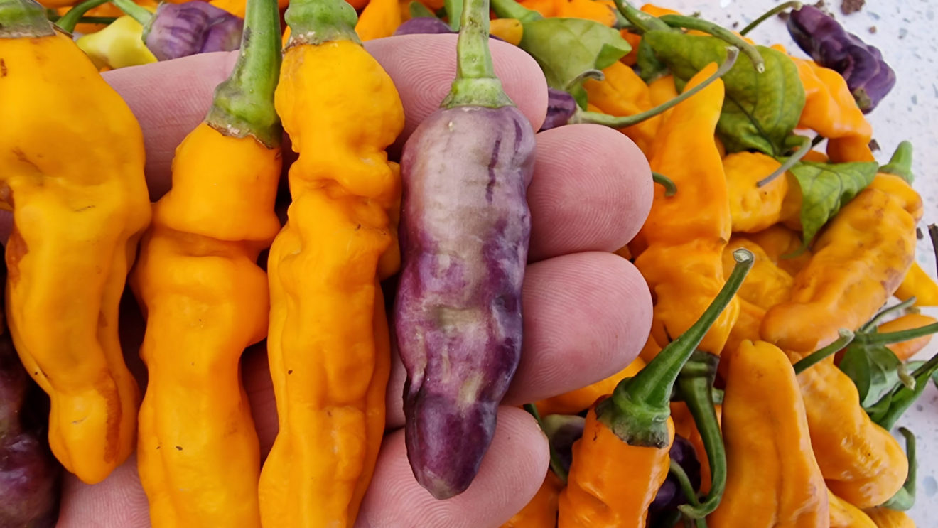 FruitGum Orange Multicoloured Chilli Seeds FruitGum Orange