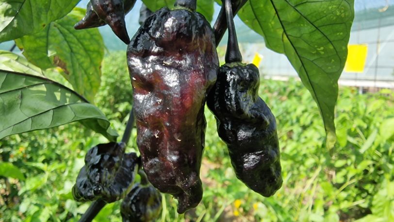 Black Phantom Orange Chilli Seeds - Image 3