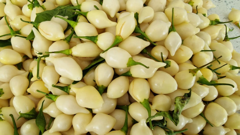White Biquinho Chilli Seeds