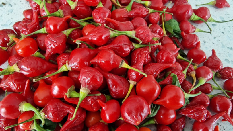 Biquihno Red Chilli Seeds