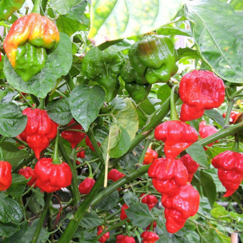 Trinidad Scorpion Butch T Chilli Seeds