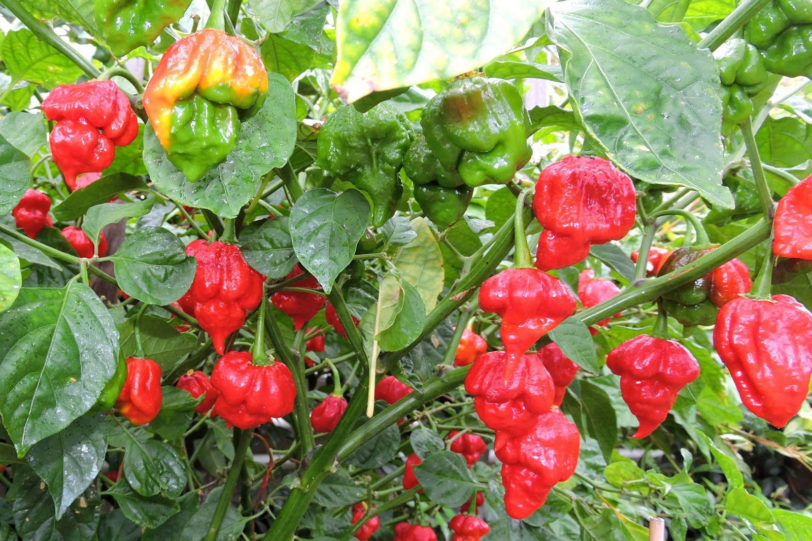 Trinidad Scorpion Butch T Chilli Seeds