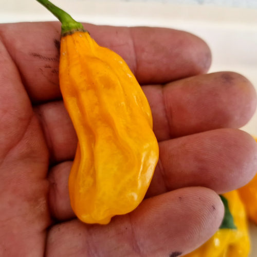 Malaysian Gorong Chilli Seeds