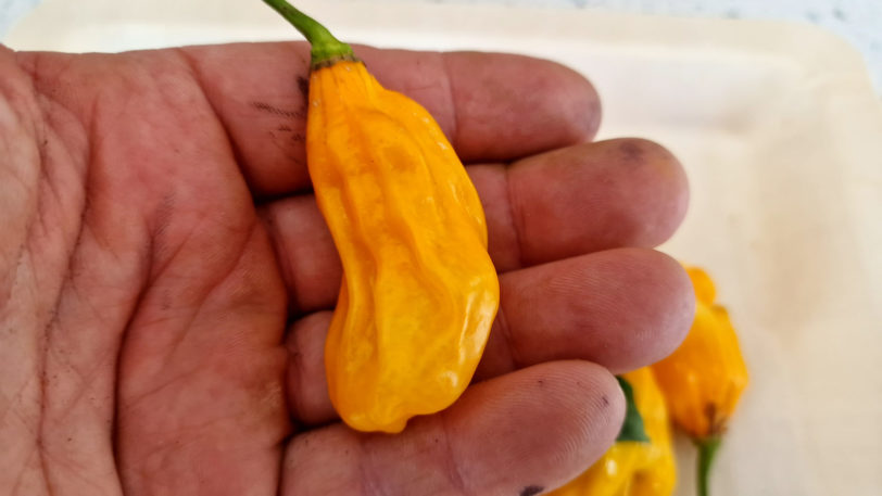 Malaysian Gorong Chilli Seeds