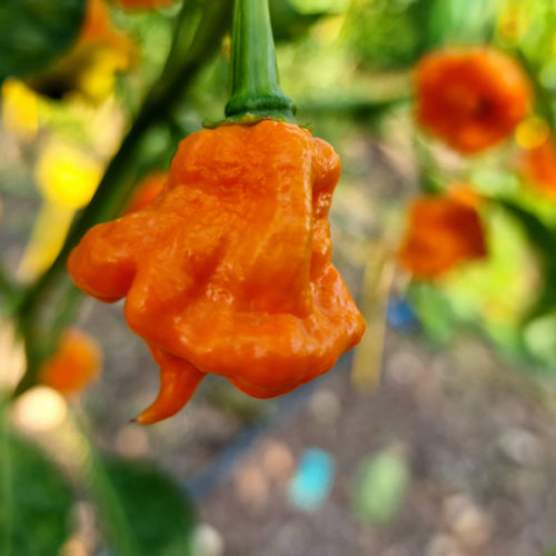 Orange Ripple Chilli Seeds