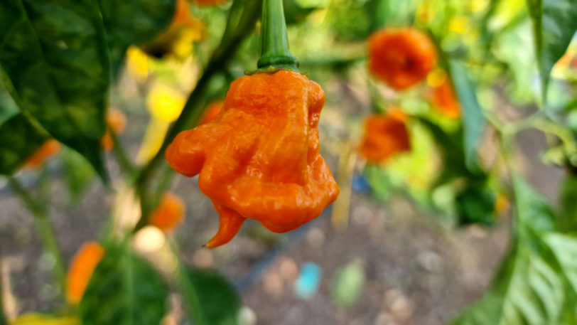 Orange Ripple Chilli Seeds