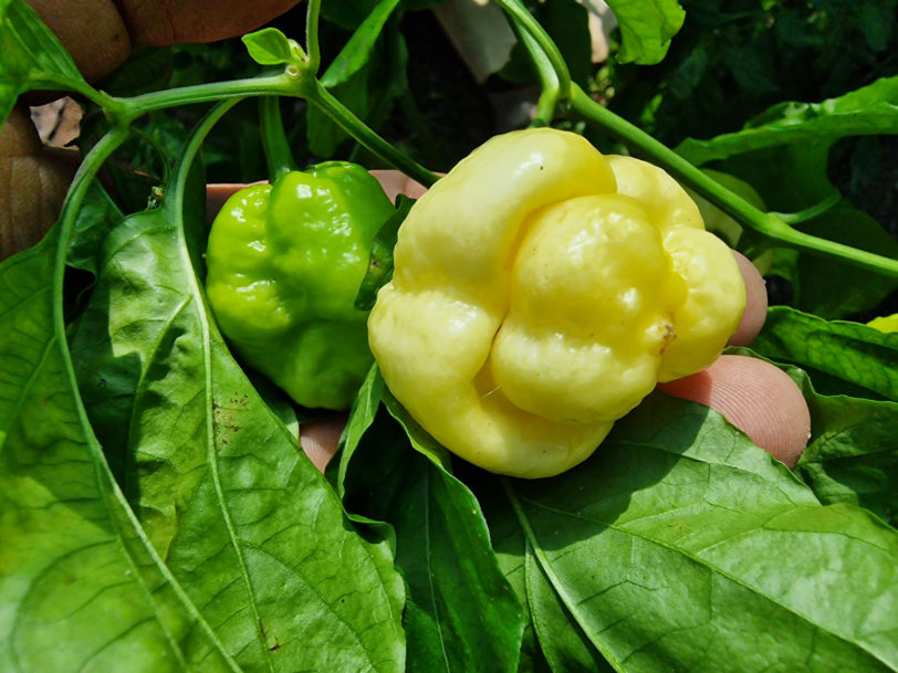 White Moruga Chilli Seeds - Image 4