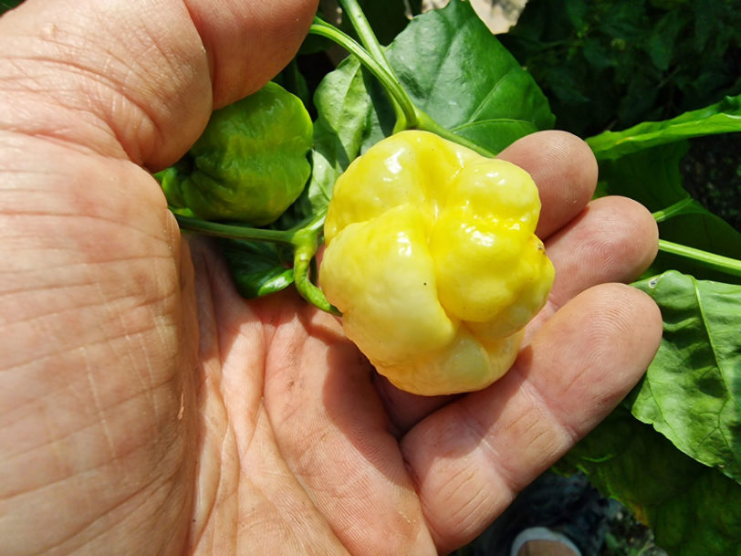 White Moruga Chilli Seeds - Image 9