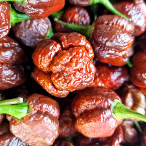 Chocolate Moruga Chilli Seeds
