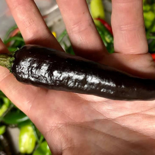 Murasaki Chilli Seeds