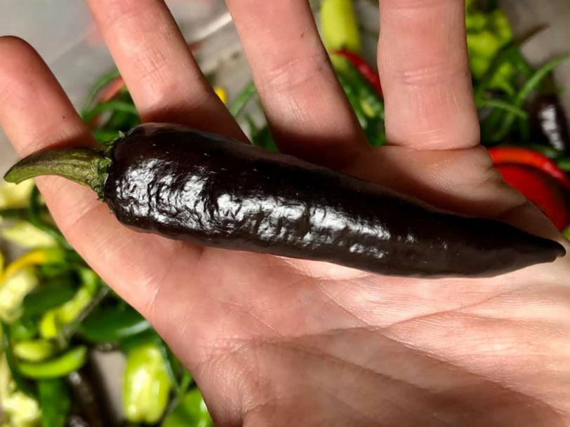 Murasaki Chilli Seeds