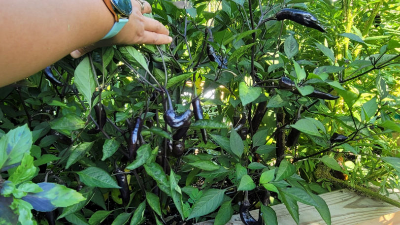 Murasaki Chilli Seeds