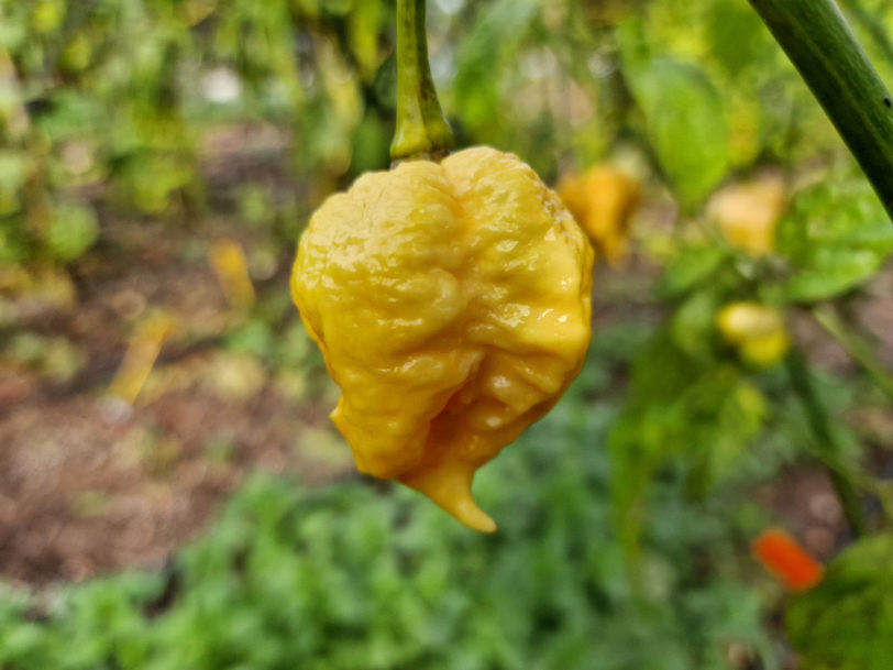 Golden Reaper Chilli Seeds