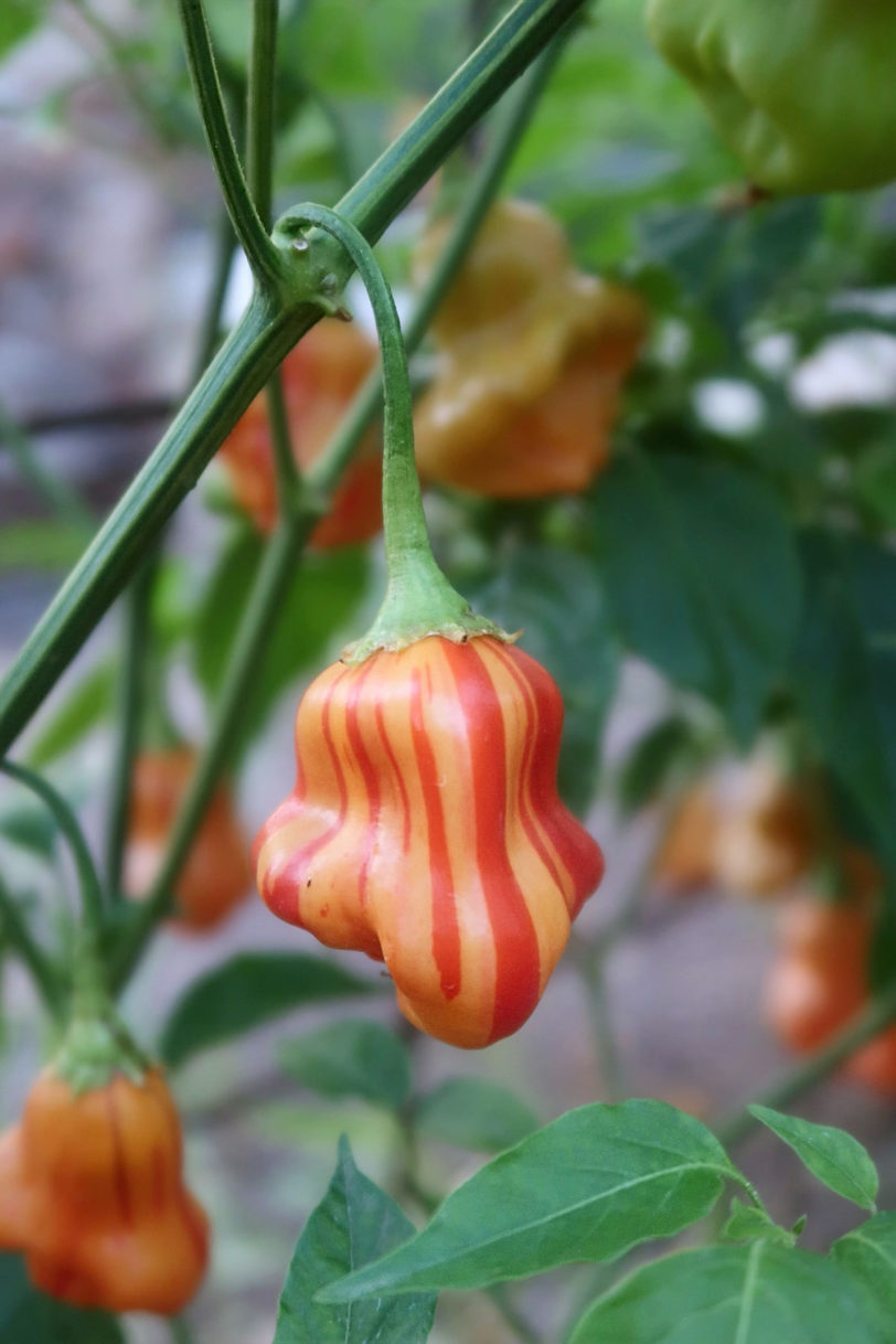 Zebrange Chilli Seeds