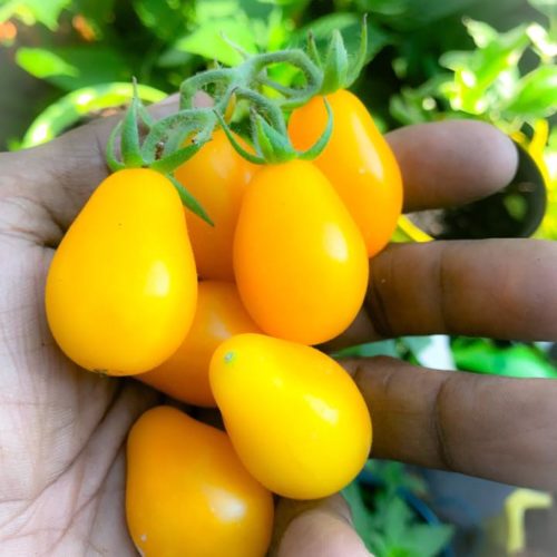 Yellow Pear Tomato Seeds