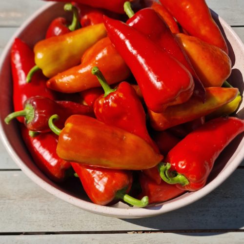 Sweet Pepper Seeds Bell Peppers Seeds Red Dragon Seeds