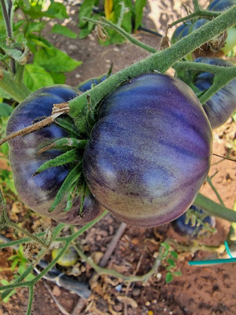 Blue Zebra Tomato Seeds