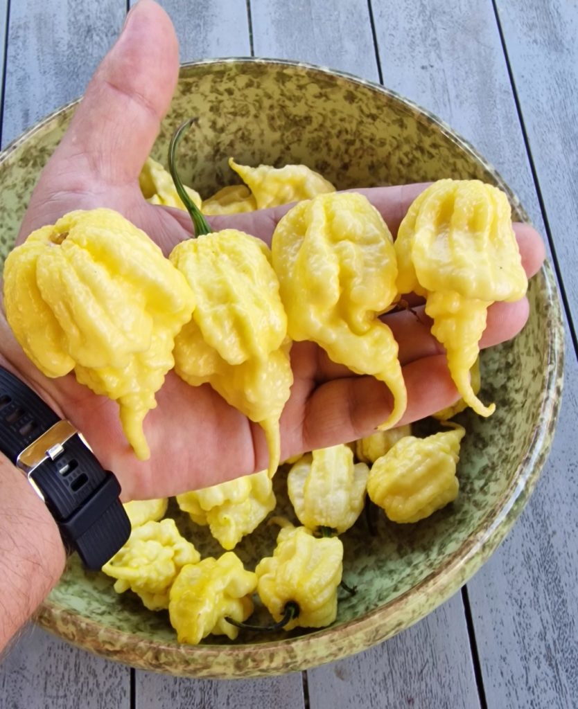 Carolina Reaper White Chilli Seeds