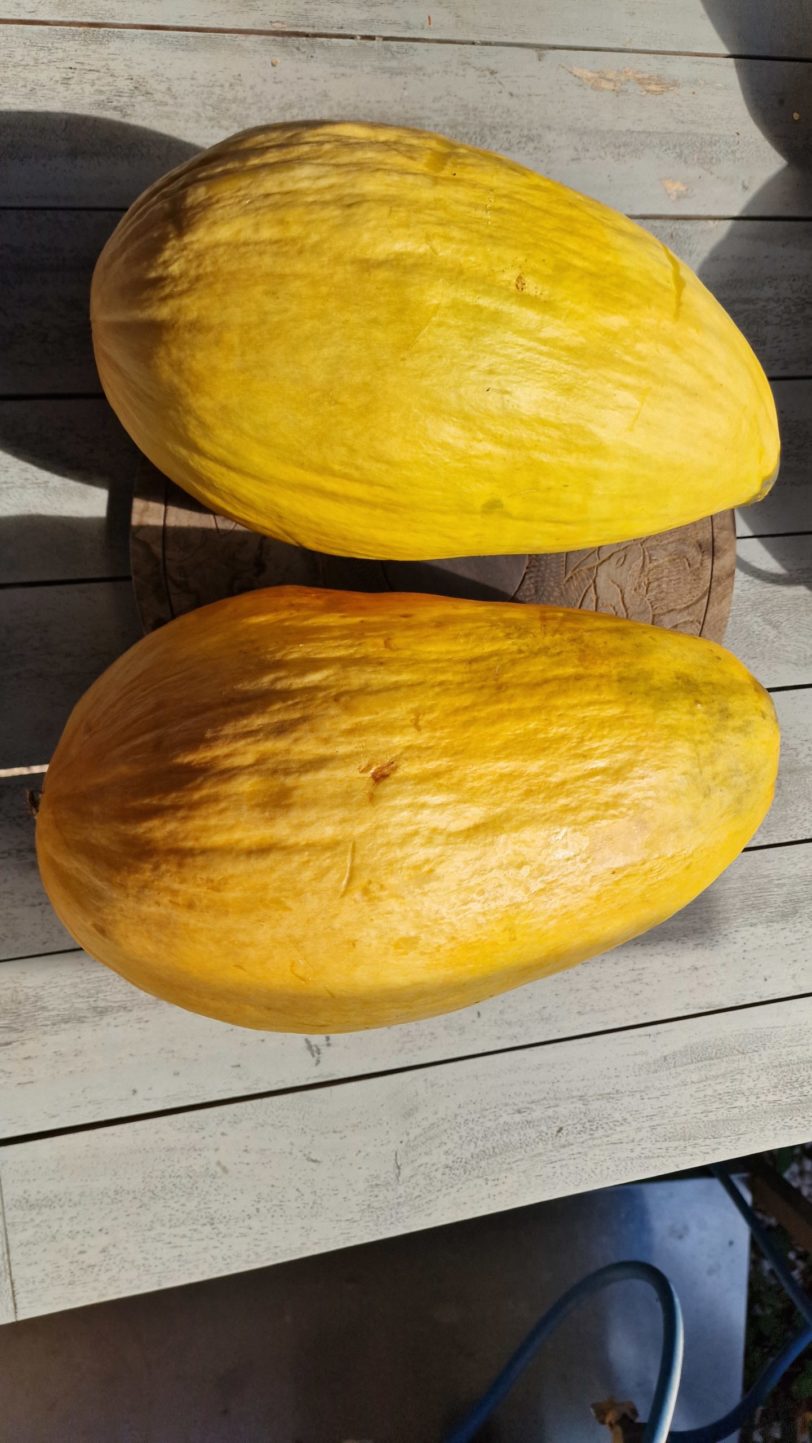 Banana Melon - Image 3