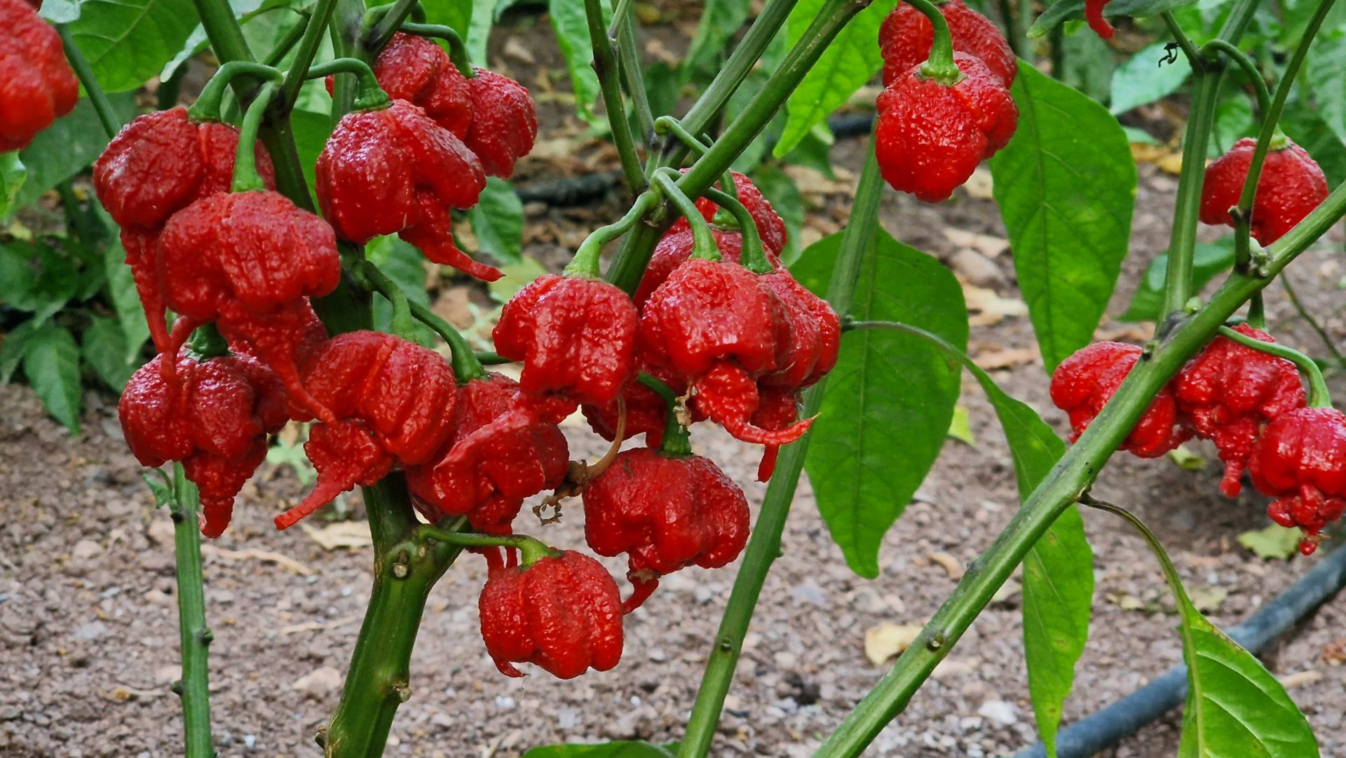 Carolina Reaper Special Edition Set Carolina Reaper Seeds Powder 