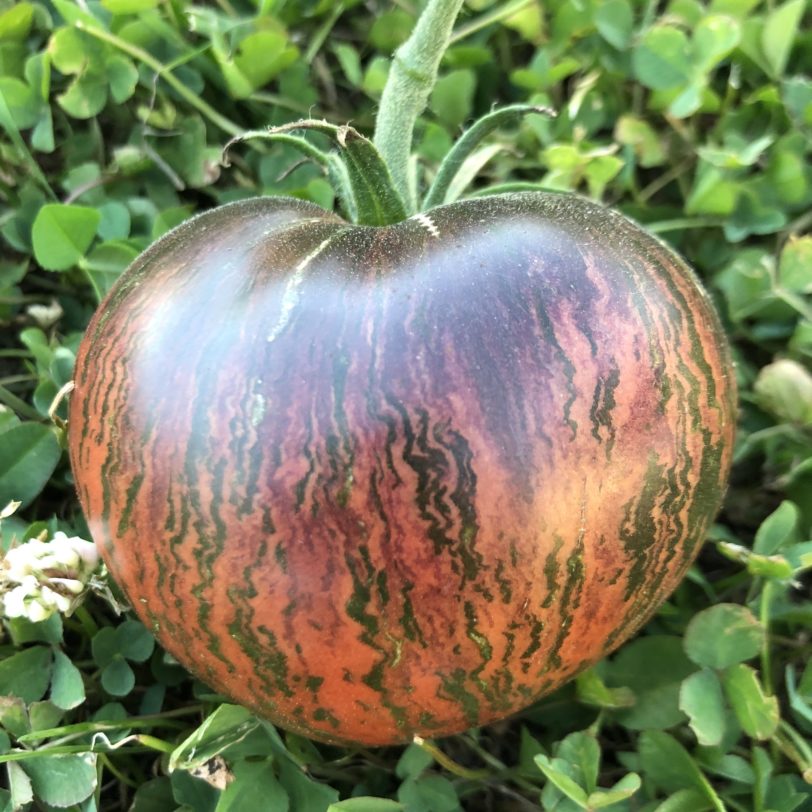 Rebel Starfighter Tomate Seeds