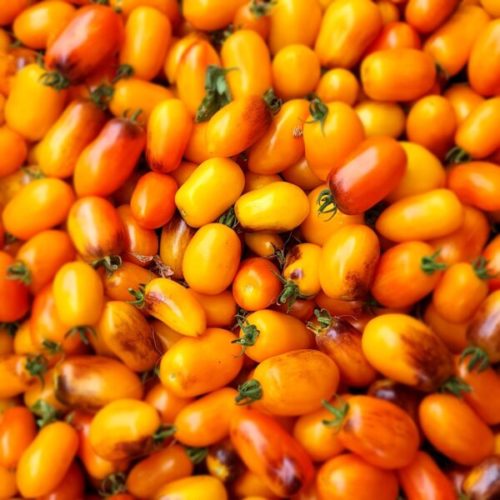 Golden Gates Tomato Seeds