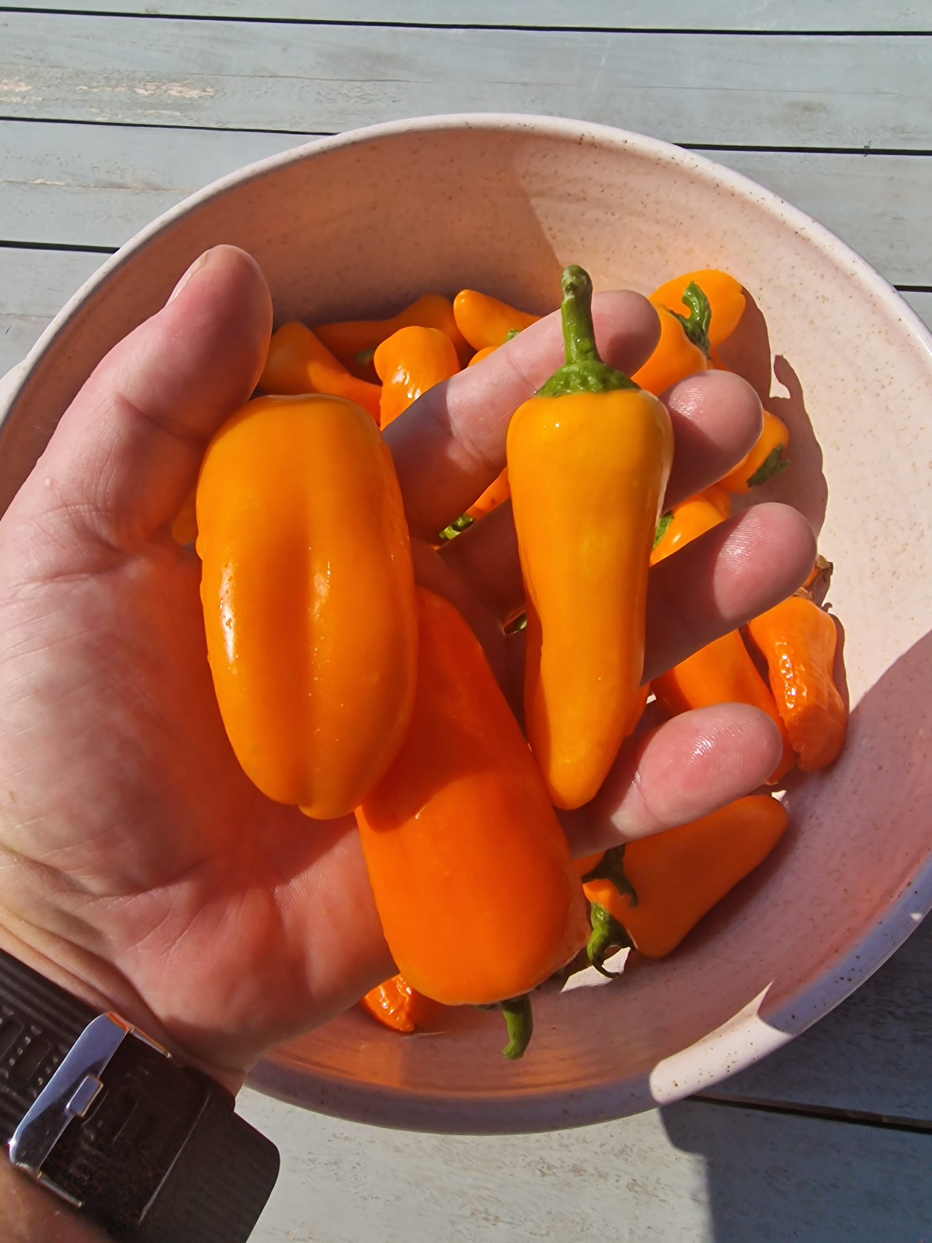 Pepper Lunchbox Sweet Snacking Seeds GMO Free Easy To
