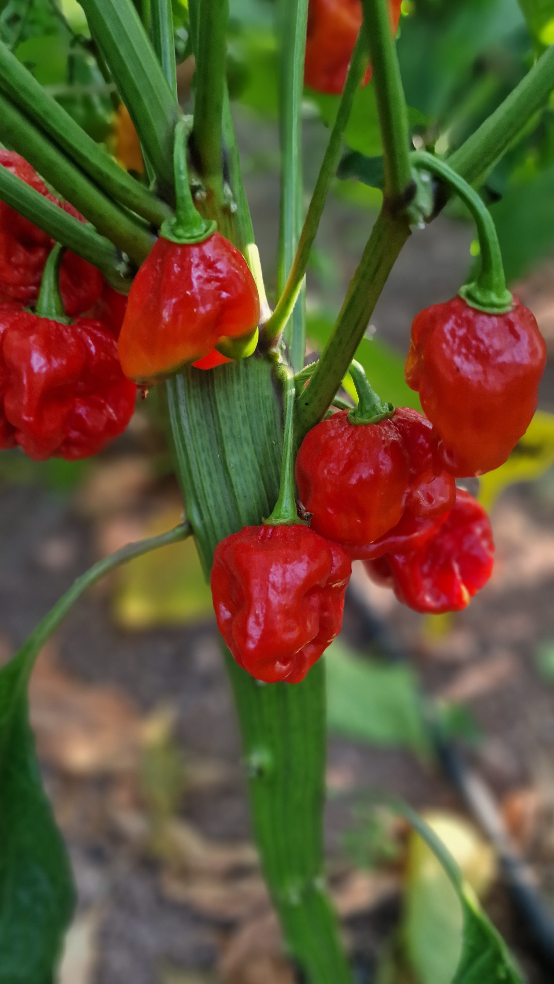 Armageddon Chilli Seeds Armageddon Pepper Seeds