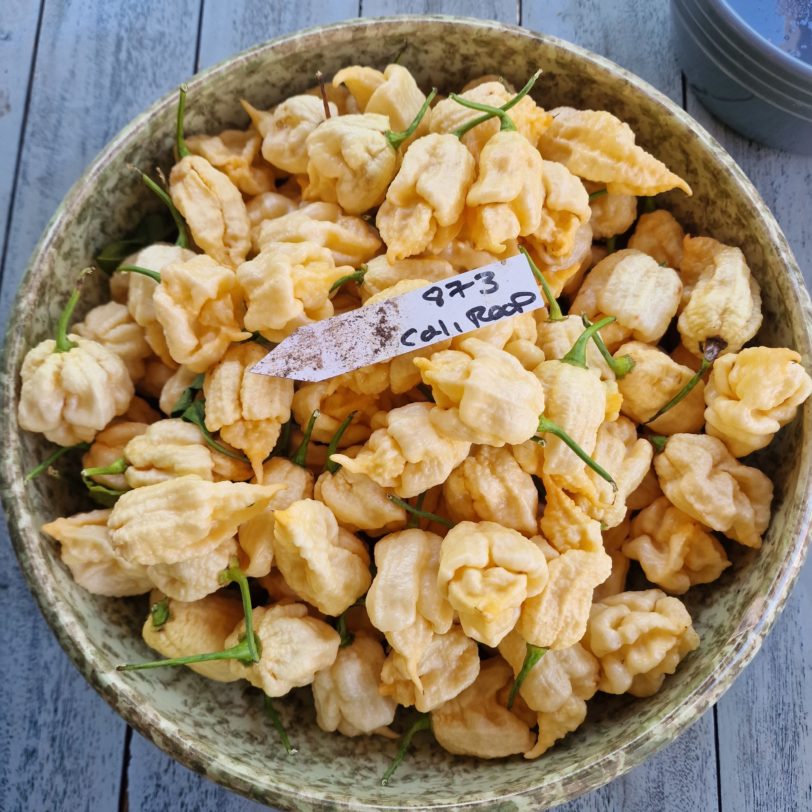 California Reaper (Peach Reaper) Chilli Seeds - Image 2