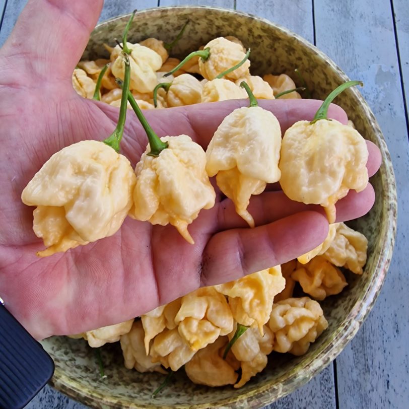 California Reaper (Peach Reaper) Chilli Seeds - Image 4