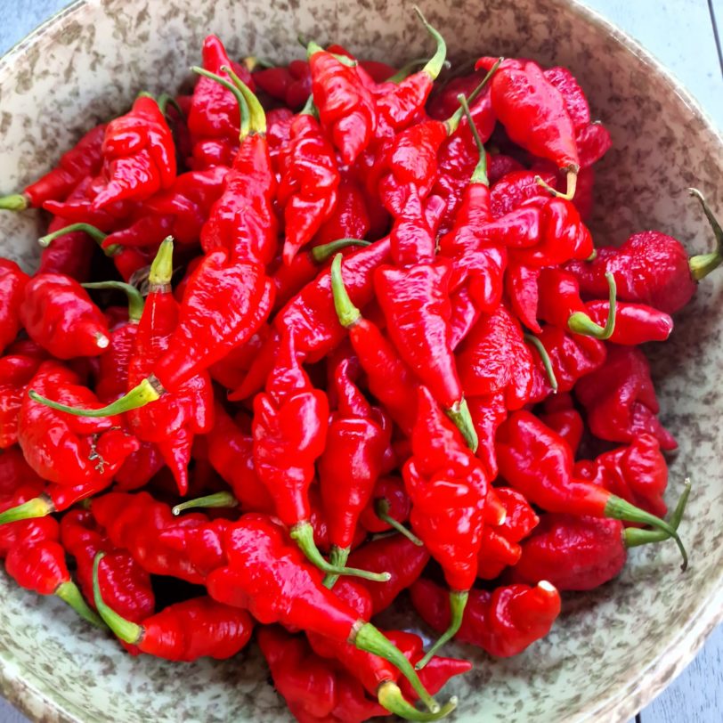 SRTSL ( Sara Ragoonan Trinidad Scorpion) Chilli Seeds - Image 2