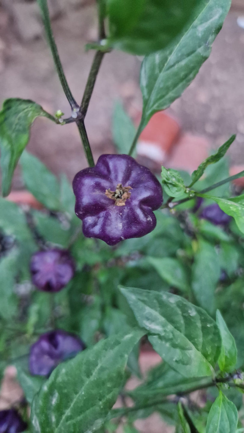 Purple Pumpkin Chilli Seeds