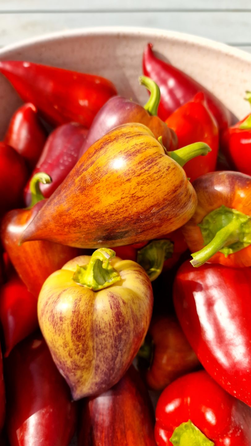 Violet Sparkle Sweet Pepper Seeds